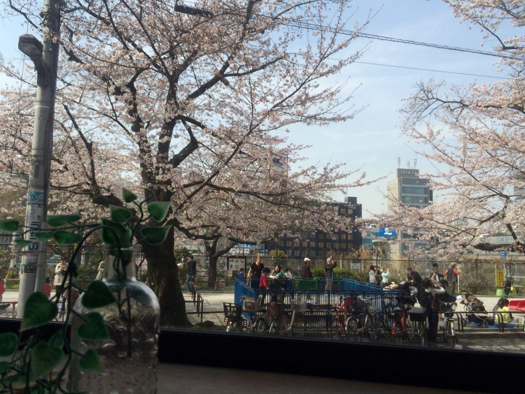 窓から桜並木が丸見えでした。