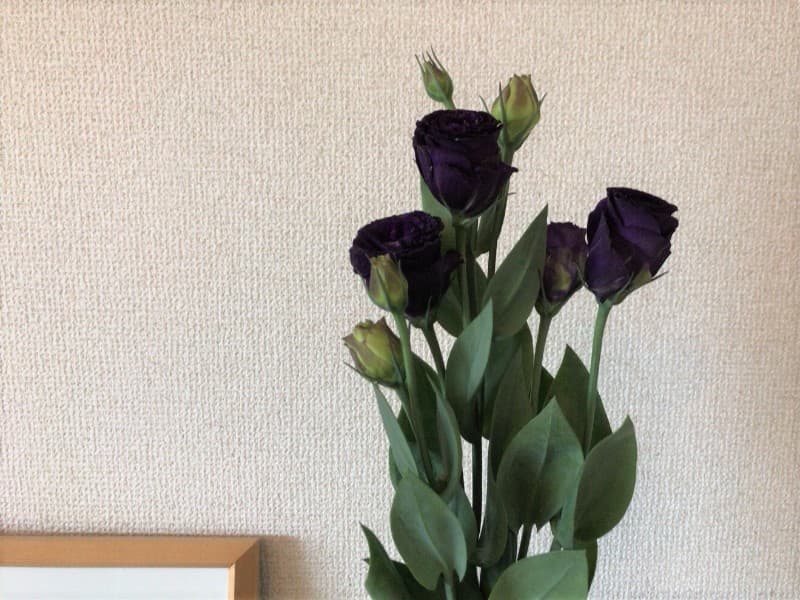 花のある生活 福岡編 たまには渋く 紫紺のトルコキキョウ Tsutachi Co