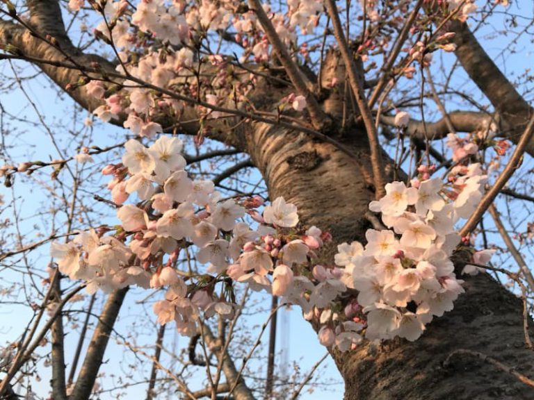 糸島の桜