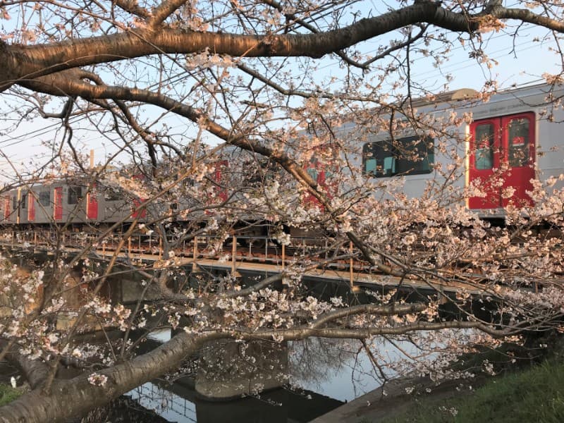 糸島の桜