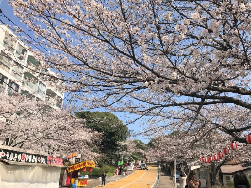 福岡の桜の名所 西公園と舞鶴公園をはしご花見してきた 写真多め Tsutachi Co