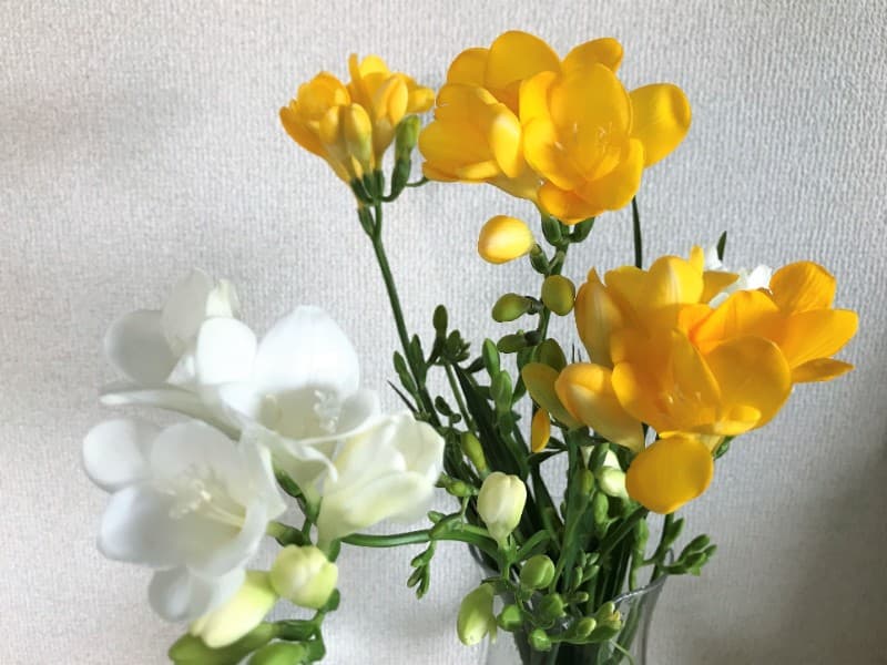 花のある生活 福岡編 白と黄色のフリージアは 実母の思い出の花だったりする Tsutachi Co
