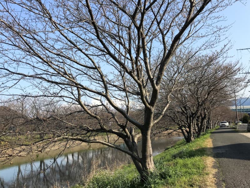 糸島桜前線