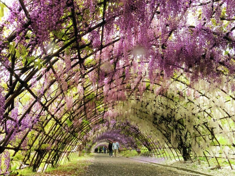 河内藤園のトンネル