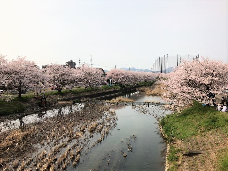 【糸島生活】池田川（瑞梅寺川）の桜まつり