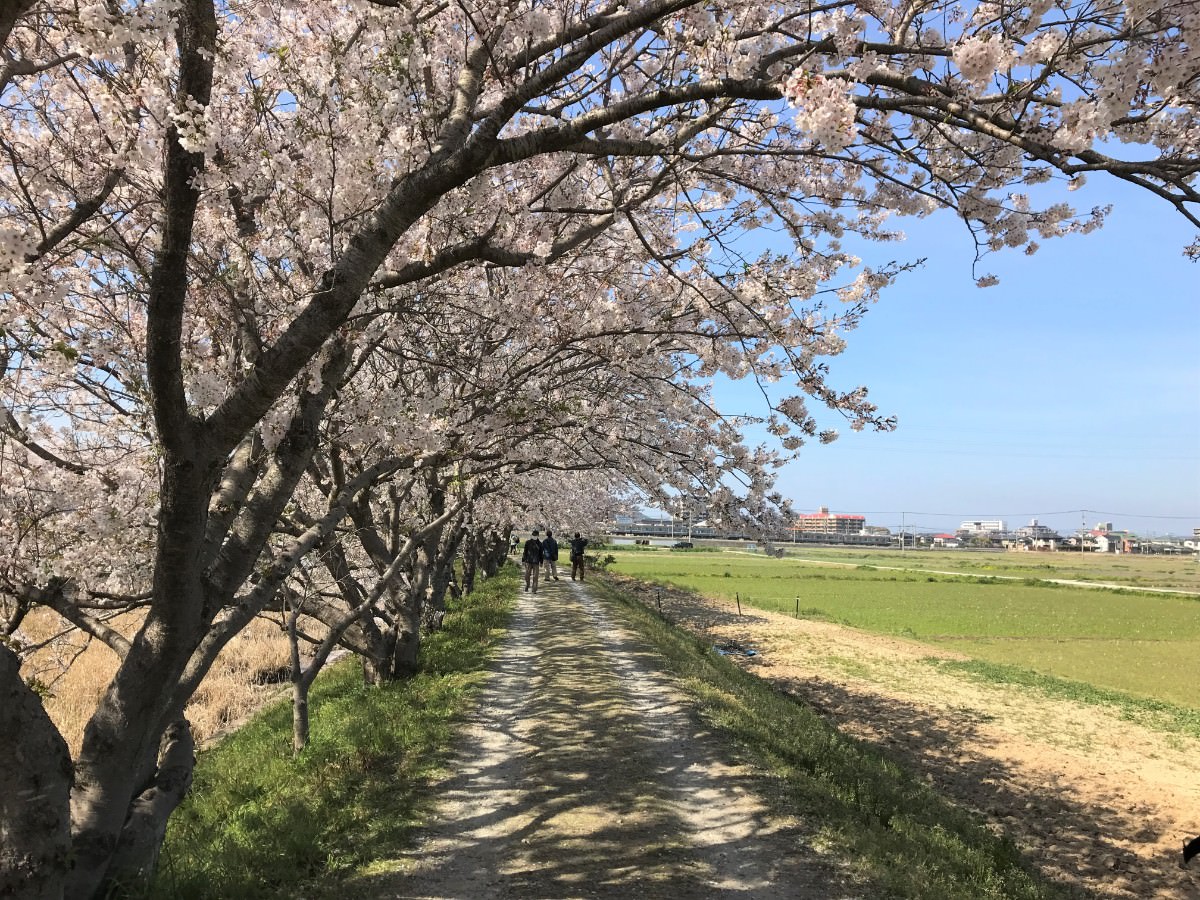 写真：糸島 池田川ぞいのさくら