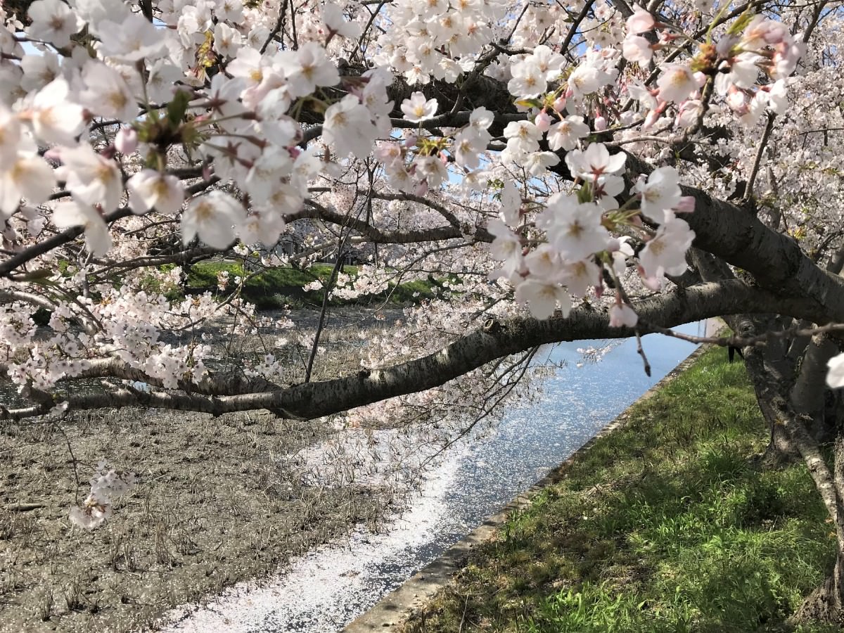 写真：桜と花筏