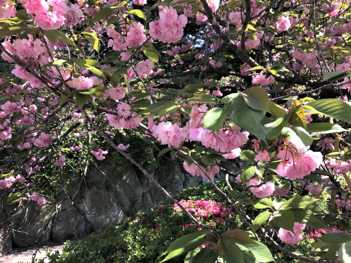 写真：御船山楽園 八重桜