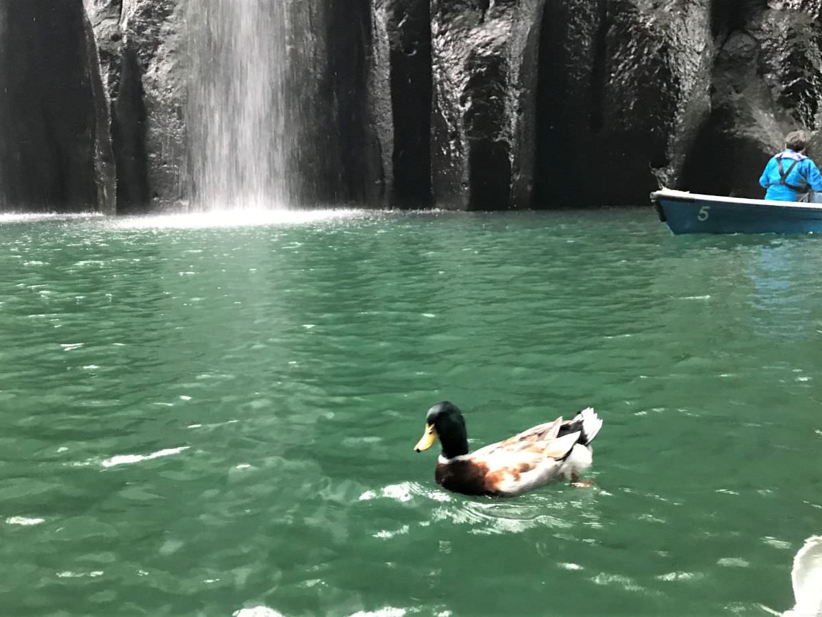 写真：高千穂峡 真名井の滝のそばの鴨