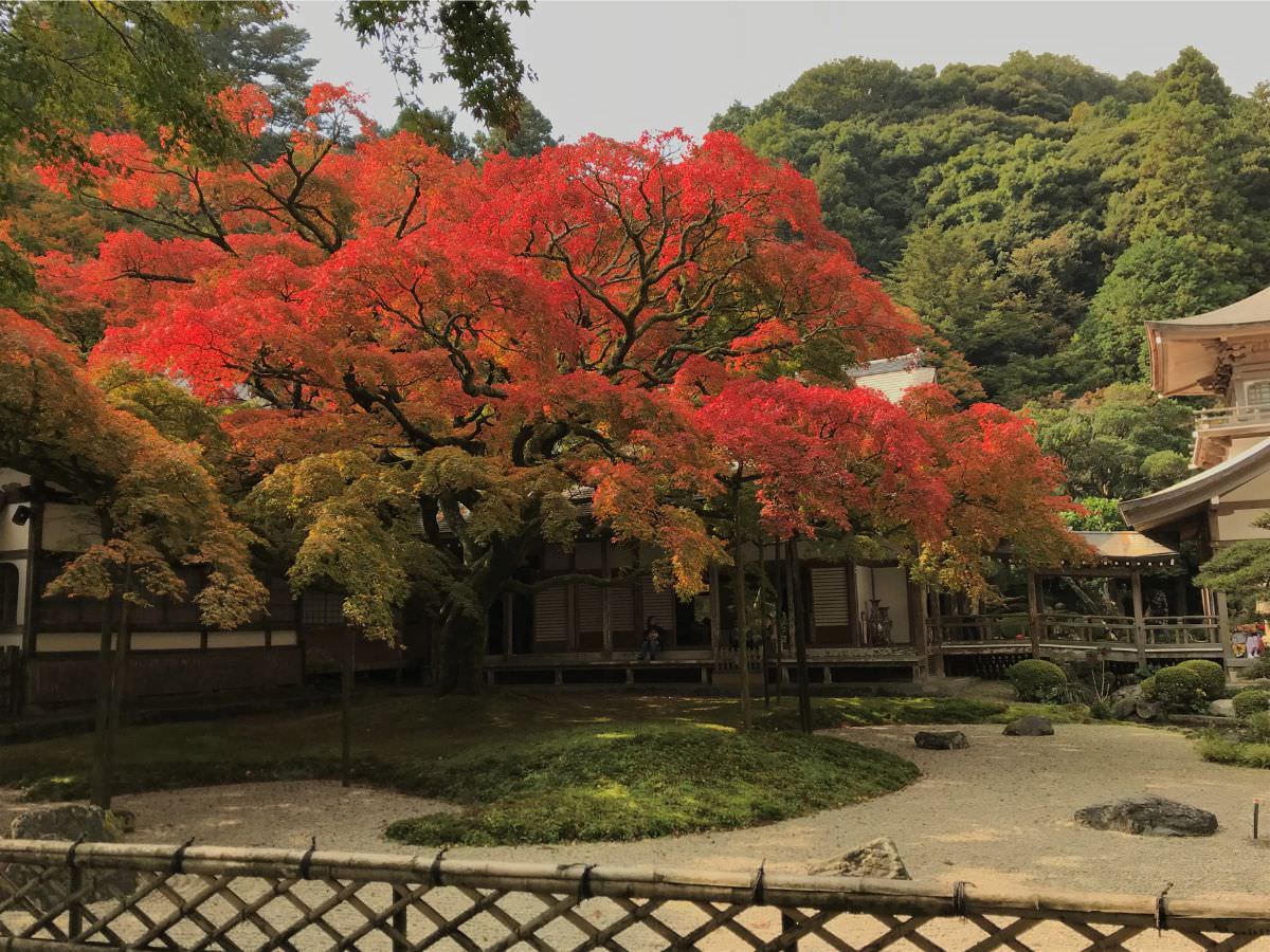 写真：福岡糸島 雷山千如寺大悲王院の大楓が紅葉中