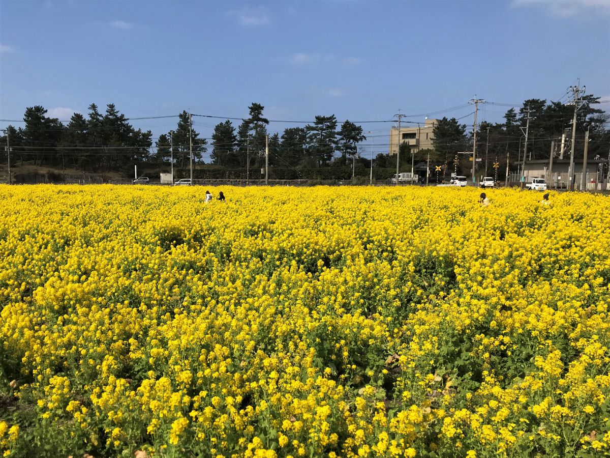 写真：福岡糸島 福ふくの里 菜の花畑
