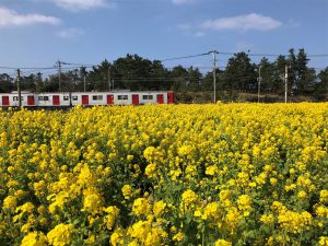 写真：福岡糸島 福ふくの里 菜の花畑の隣を通る電車