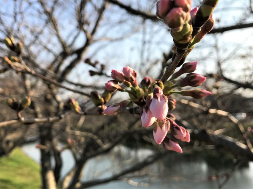 写真：桜のつぼみ