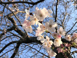 写真：咲き始めの桜