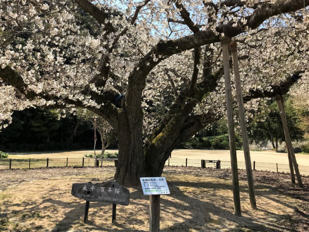 写真：佐賀県唐津市 百年桜