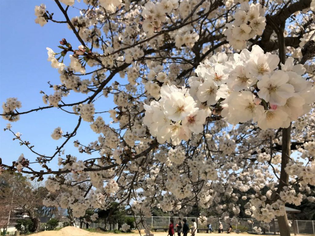 写真：佐賀県唐津市 百年桜
