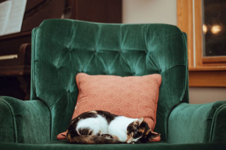 写真：猫の昼寝イメージ