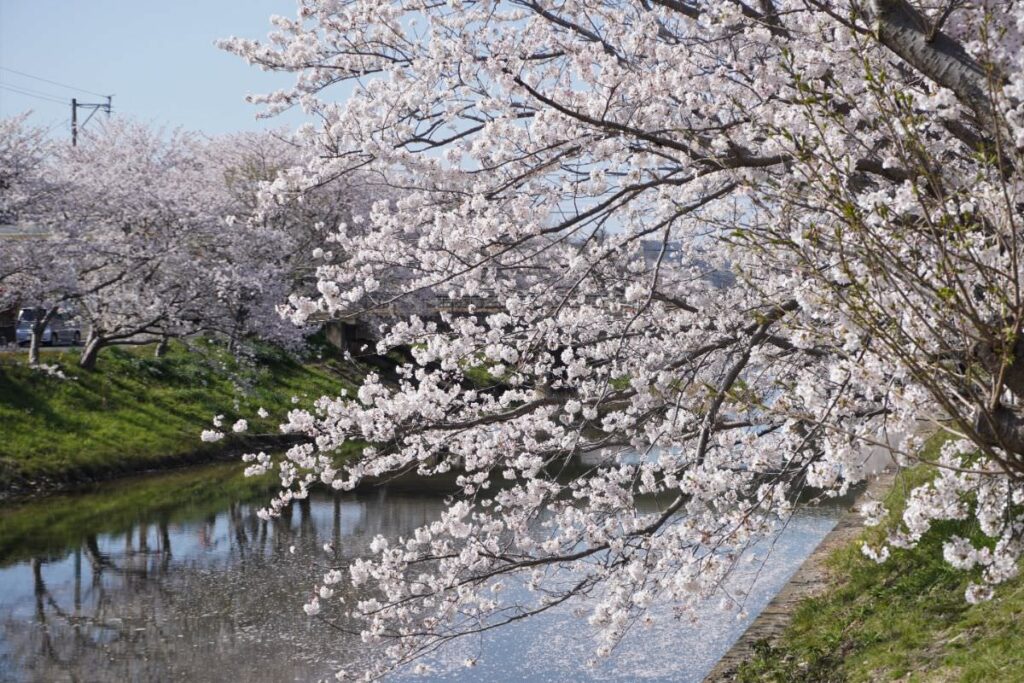 写真：福岡糸島 善福寺川沿いの桜並木