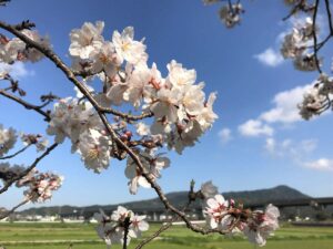 写真：福岡糸島 善福寺川沿いの桜