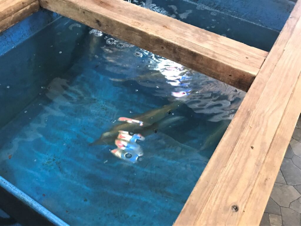 写真：福岡糸島　ふく丸　いけすにイカがいました