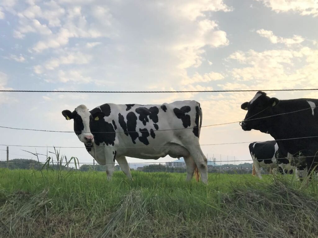 写真：糸島の乳牛