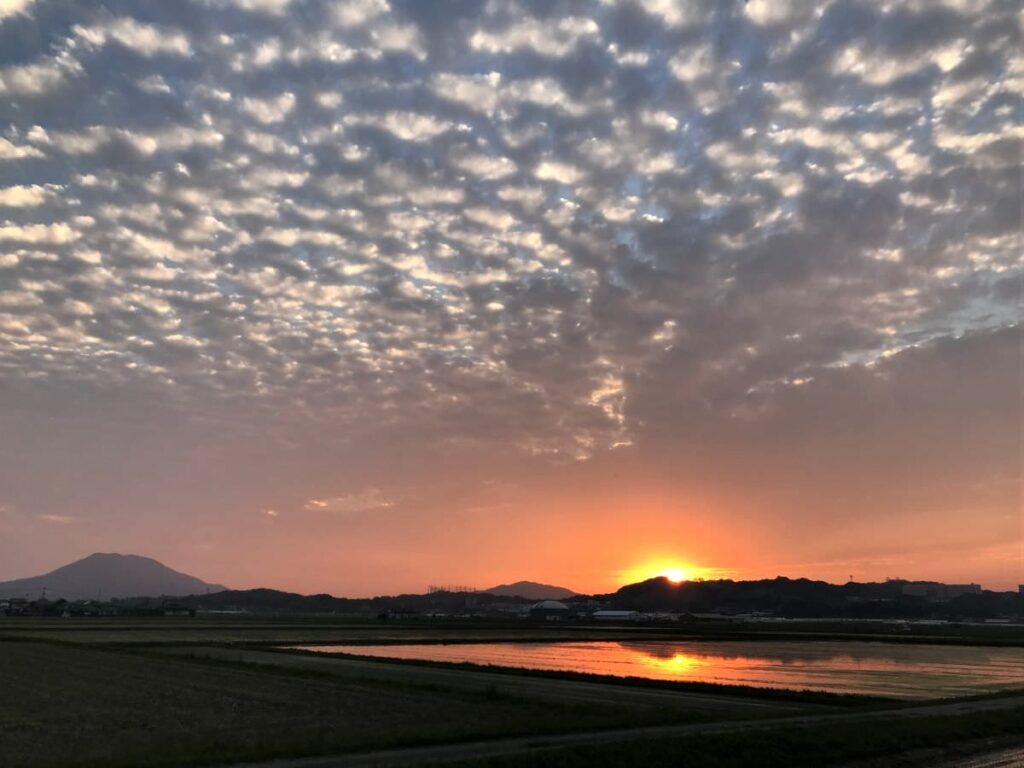 写真：福岡糸島の水田風景