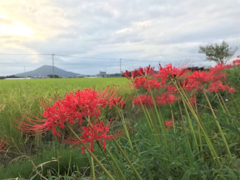 写真：糸島の彼岸花