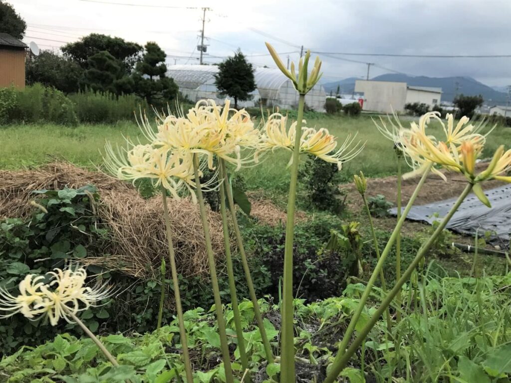 写真：糸島の彼岸花（白）