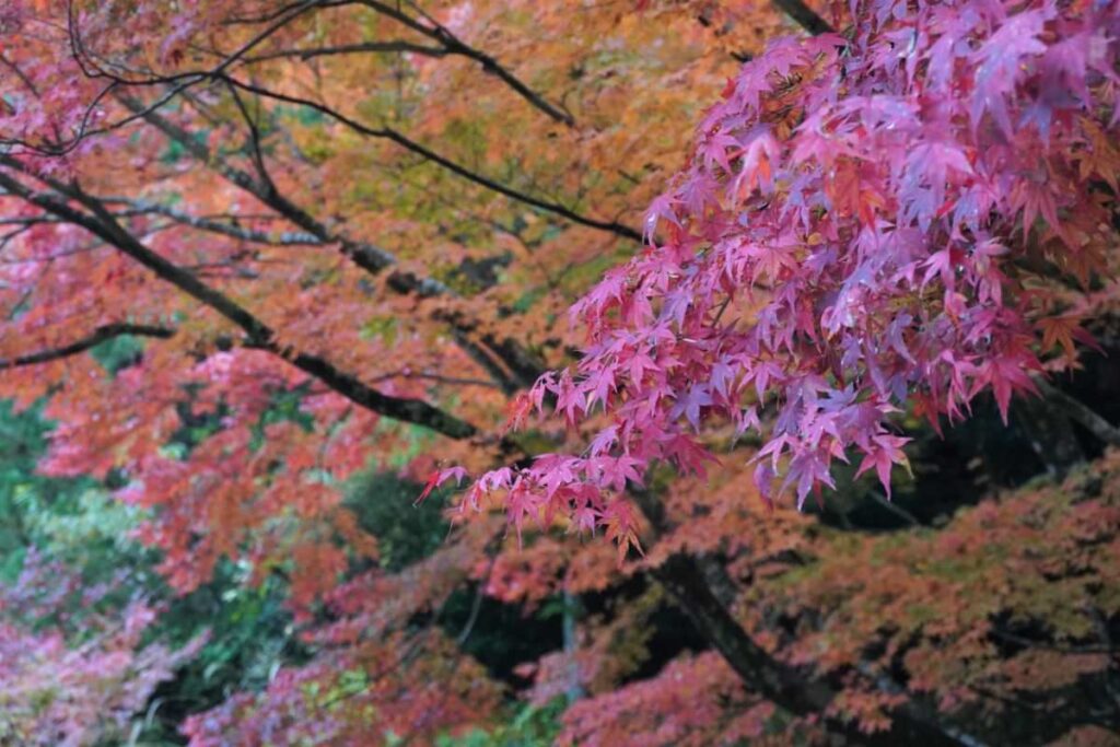 写真：福岡糸島 雷山千如寺大悲王院の紅葉