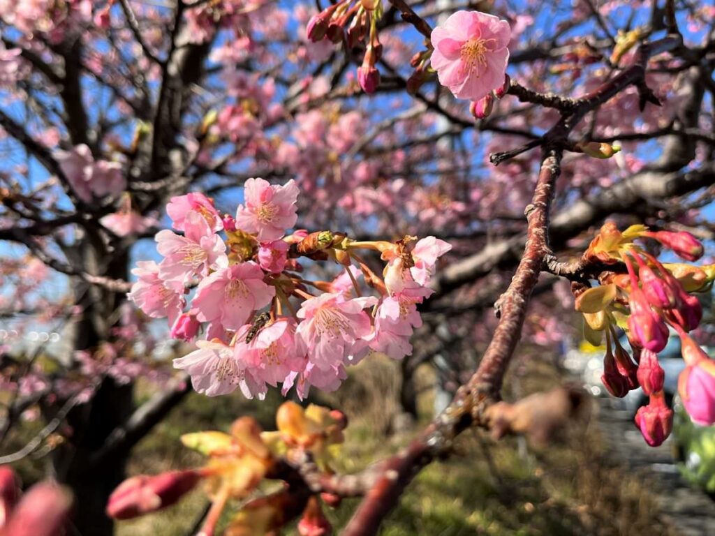 写真：福岡糸島 福ふくの里 河津桜