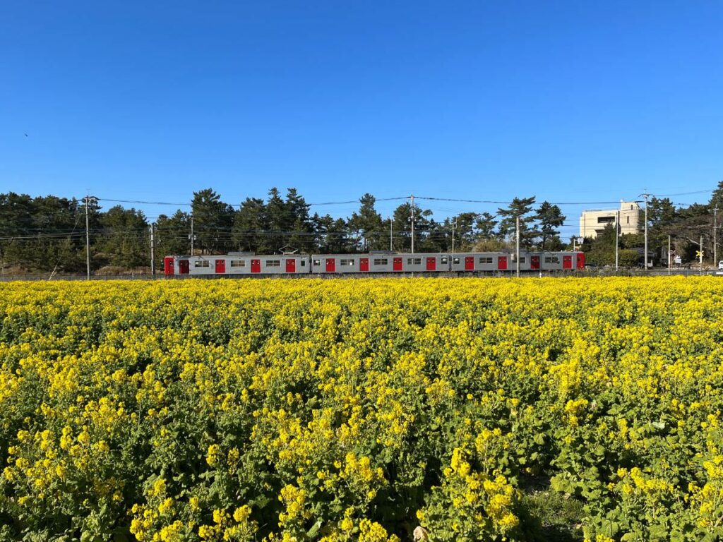 写真：福岡糸島 福ふくの里 菜の花畑