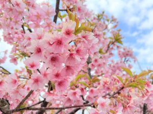 写真：福岡糸島の河津桜