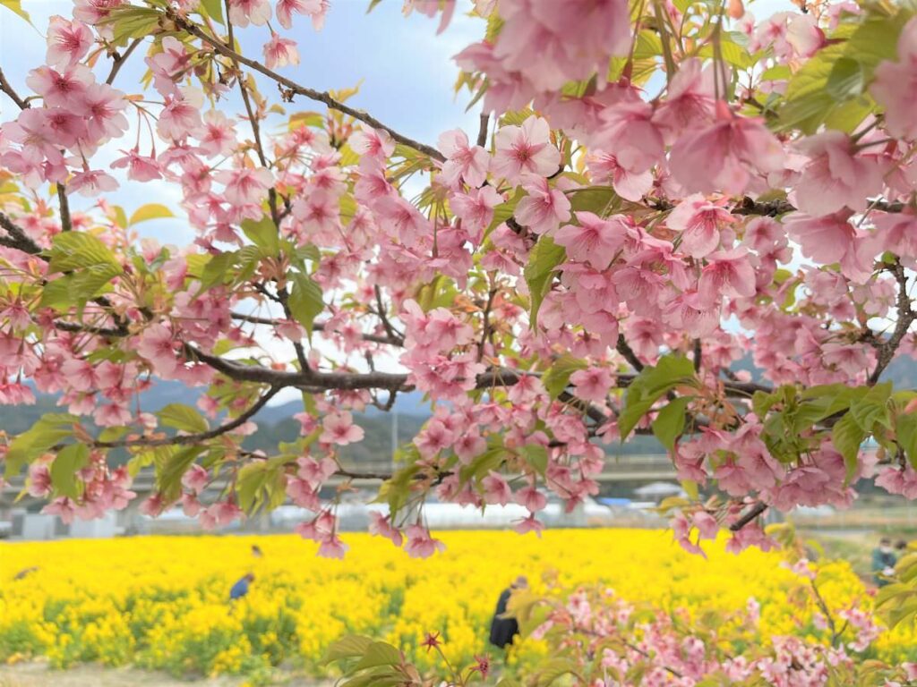 写真：福岡糸島 ふくふくの里の河津桜