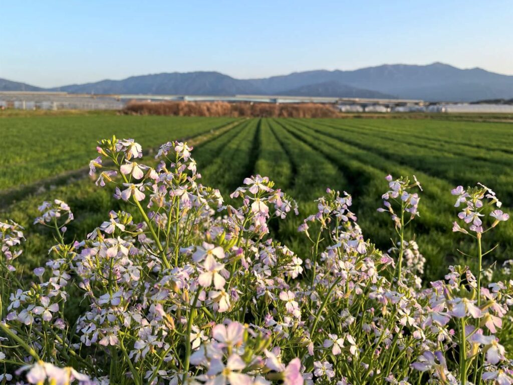 写真：福岡糸島　麦畑と大根？の花
