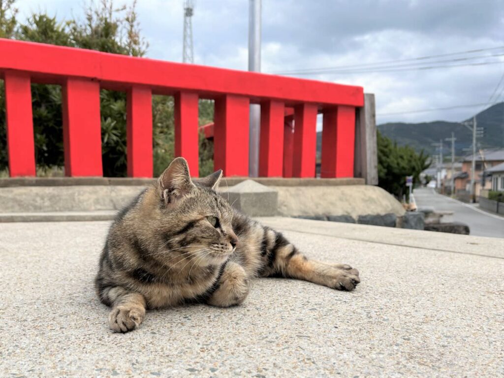 Adventure MUNAKATA 2022　織幡神社ののんびり猫ちゃん