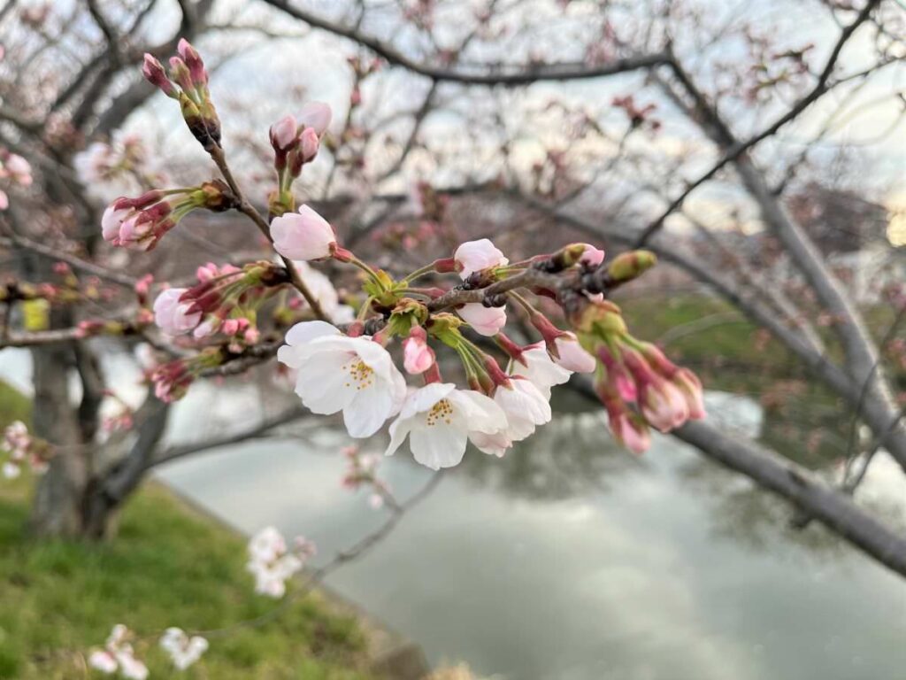 写真：福岡糸島　桜も咲き始めました