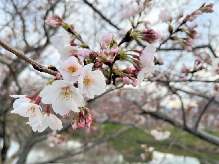 写真：福岡糸島　桜も咲き始めました