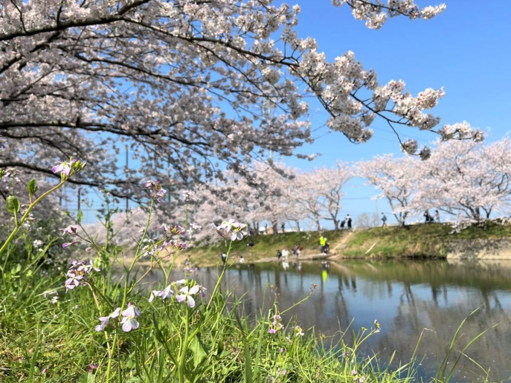 写真：福岡糸島 お花見に行きました