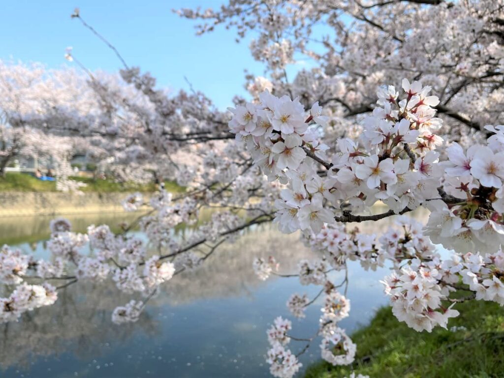 写真：福岡糸島 桜咲きました