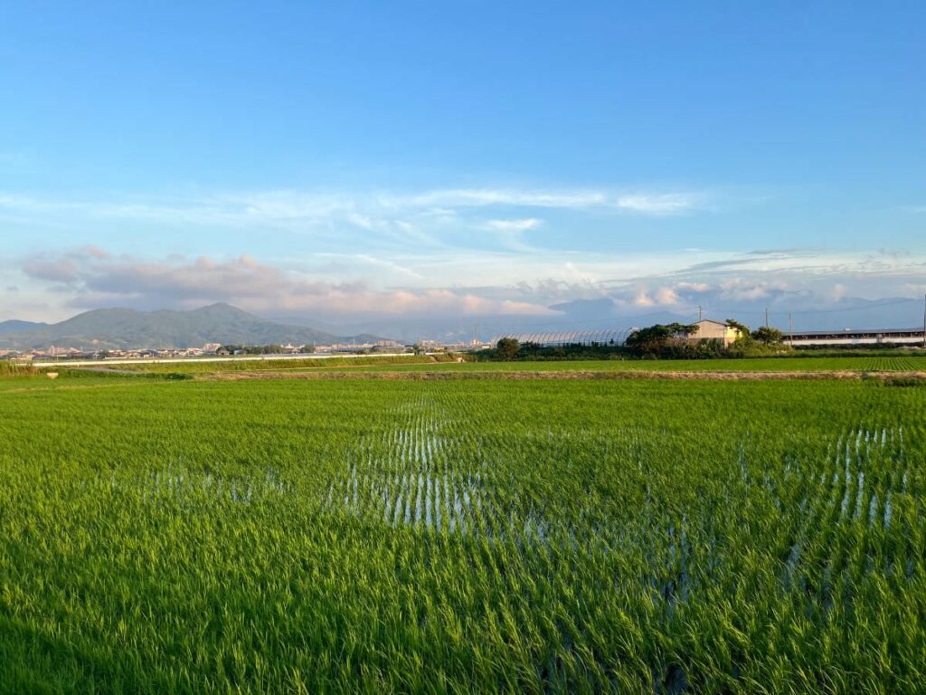 写真：糸島のたんぼ風景