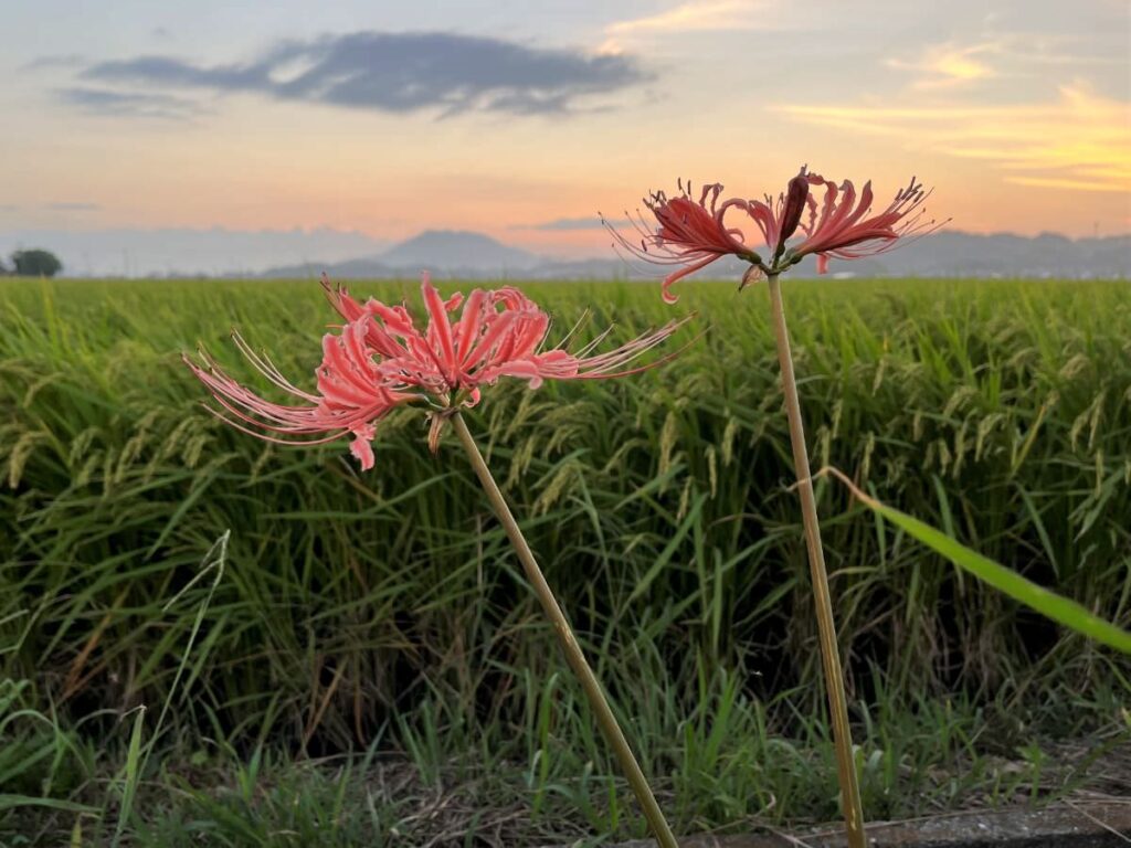 写真：福岡糸島の彼岸花