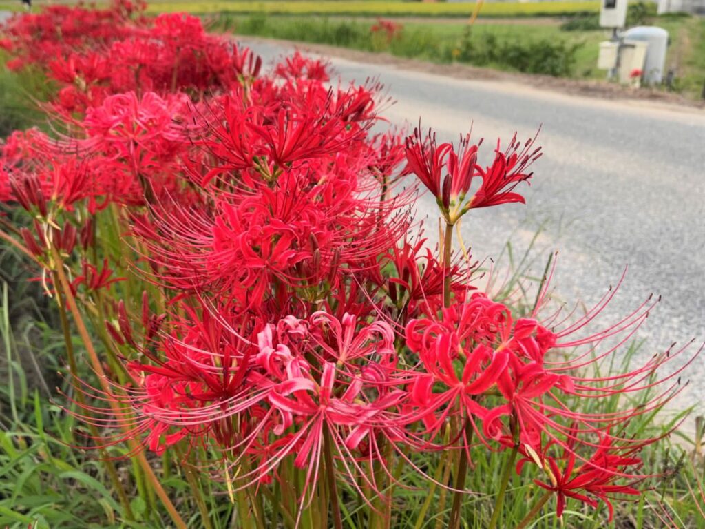 写真：福岡糸島の彼岸花