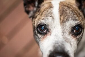 写真：ぱっちりした目の犬
