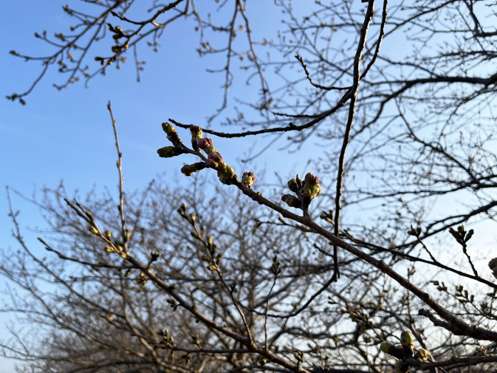 写真：福岡糸島の桜はまだつぼみ