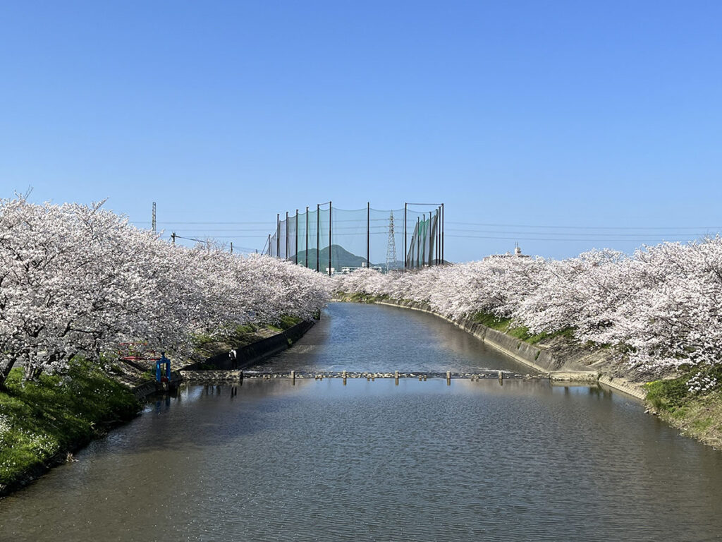 写真：福岡糸島 瑞梅寺川の桜