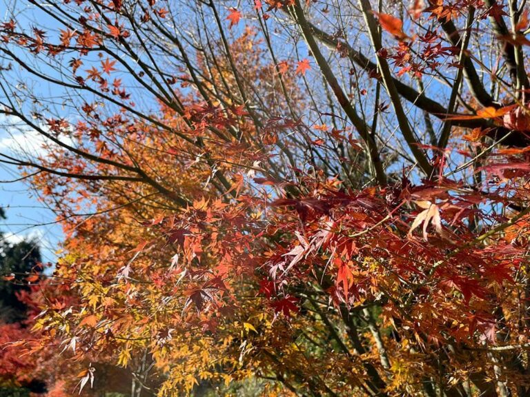 写真：糸島の紅葉