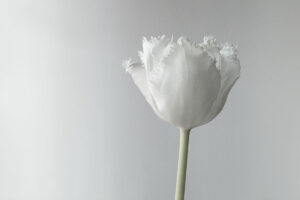 写真：白い花