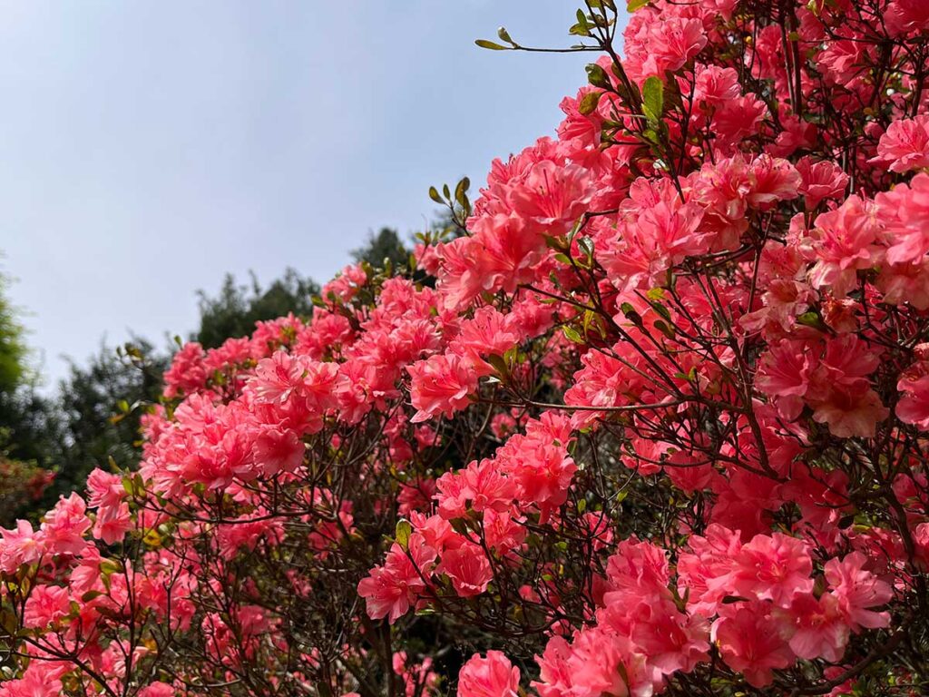写真：浮嶽幸花樹園の「糸島浮嶽つつじ祭り」