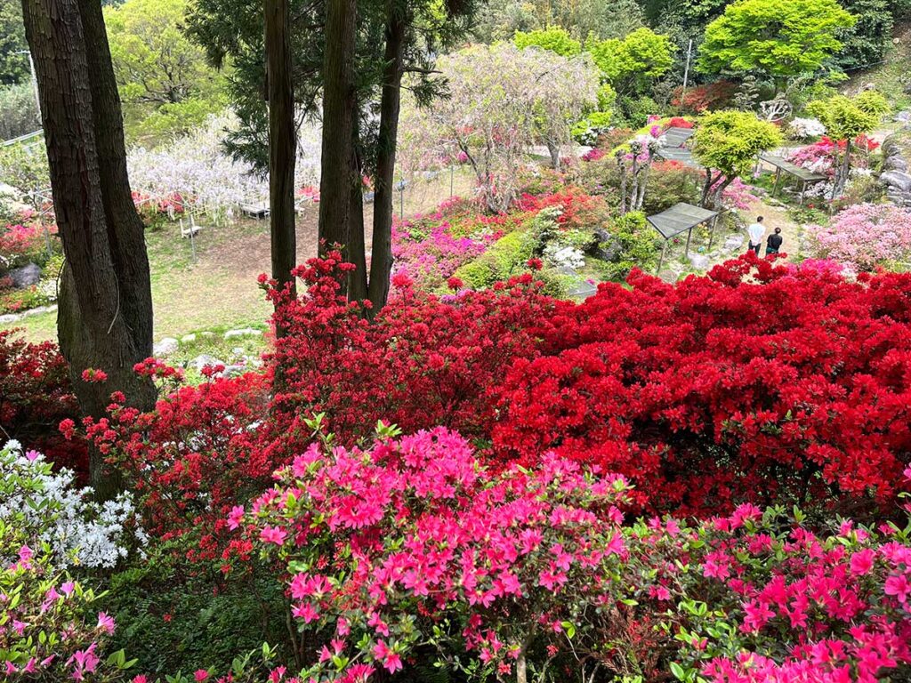写真：浮嶽幸花樹園の「糸島浮嶽つつじ祭り」