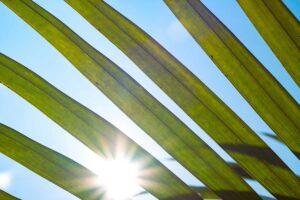 写真：暑い夏のイメージ